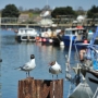 Sea Gulls at Lymington